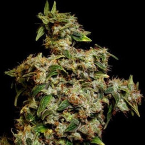 Amnesia Trance Auto-Fem Amnesia Trance Auto-Fem