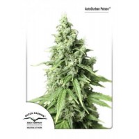 Auto Durban Poison