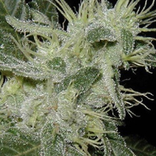 Bianca Feminized Bianca Feminized