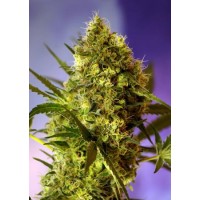Big Devil #2 Auto