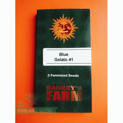 Blue Gelato 41