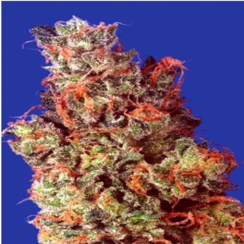 Caramelicious Feminized Caramelicious Feminized