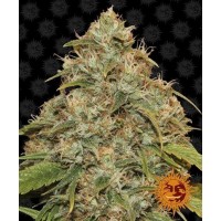 CBD Lemon Potion Auto CBD Lemon Potion Auto