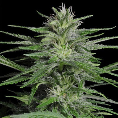 Chronic auto-Fem Chronic auto-Fem