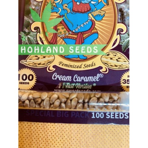 Cream Caramel F1 Fast Version