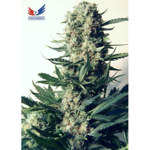Critical Express Critical Express