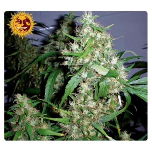 Critical Rapido Auto