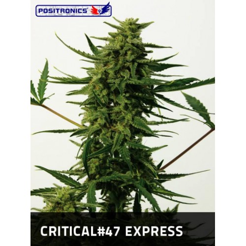 Critical #47 Express