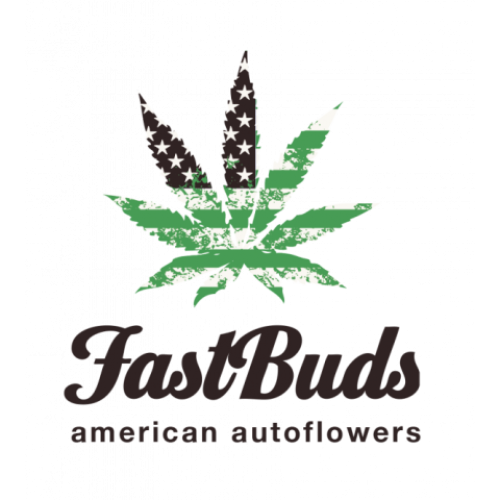 Mexican Airlines Auto