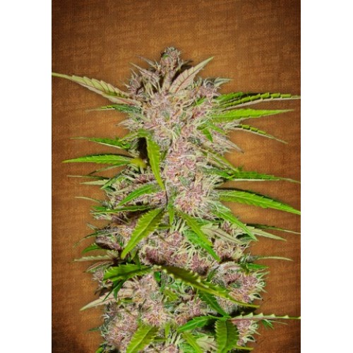 Fastberry Autoflowering