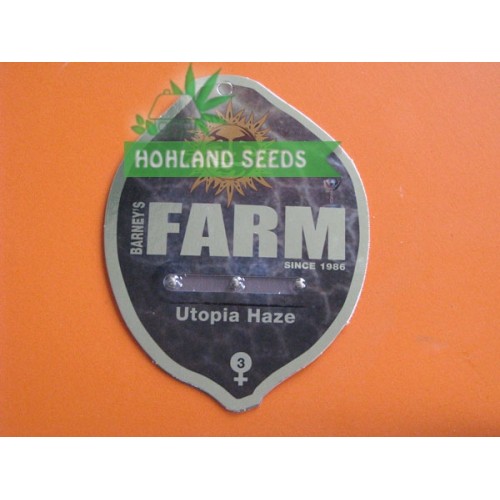 Utopia Haze Utopia Haze