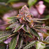 Girl Scout Cookies Girl Scout Cookies