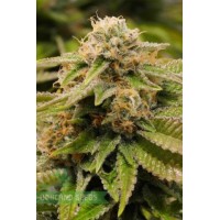 Gorilla Breath Gorilla Breath