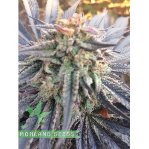 Grand Daddy Purple Regular