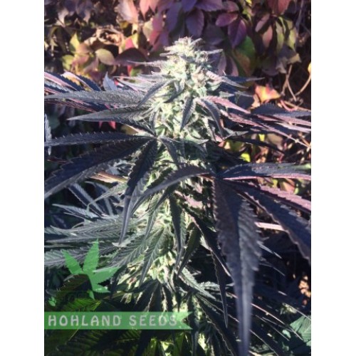 Grand Daddy Purple Regular