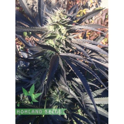 Grand Daddy Purple Regular