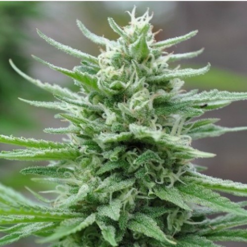 Green Crack Feminized