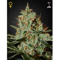 Hawaiian Snow Hawaiian Snow