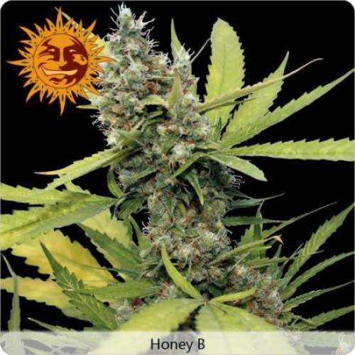 Honey B