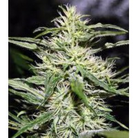 Jack Herer Jack Herer