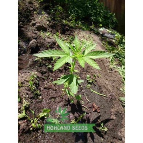 Auto Cinderella Jack Auto Cinderella Jack