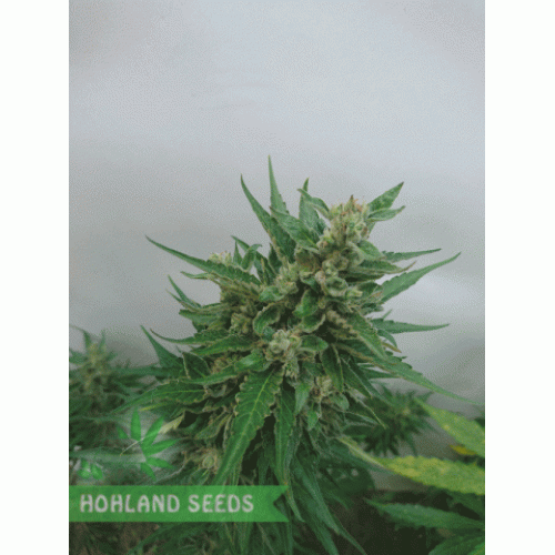 Northern Light Automatic