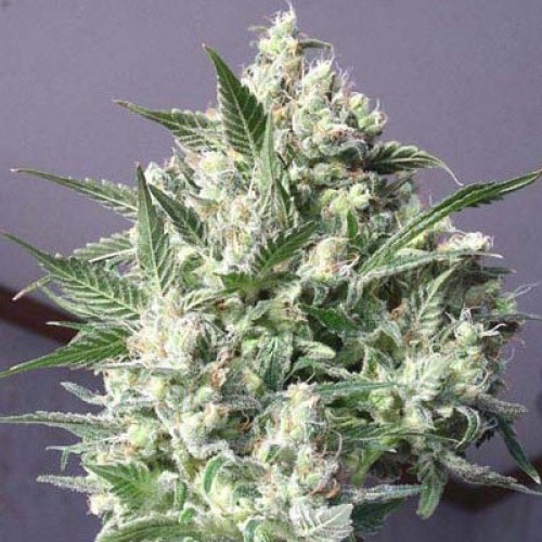 La Blanca Feminized