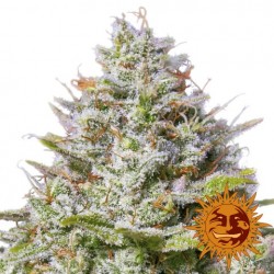 Blue Gelato 41