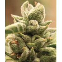 Mango Sherbert Mango Sherbert