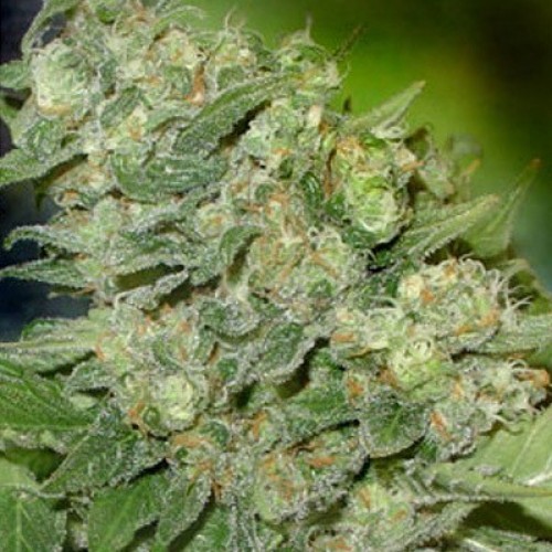 Mangolicious ® auto-Fem