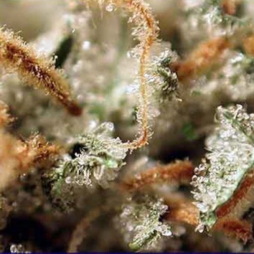 Medijuana Feminized