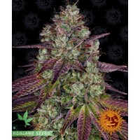 Mimosa EVO Mimosa EVO