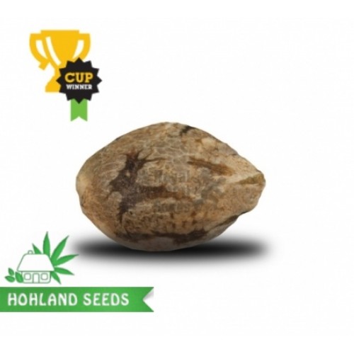 Northern Light Automatic