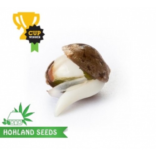 Northern Light Automatic