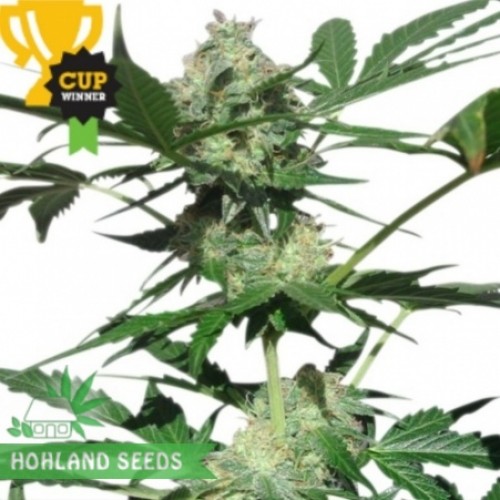 Northern Light Automatic