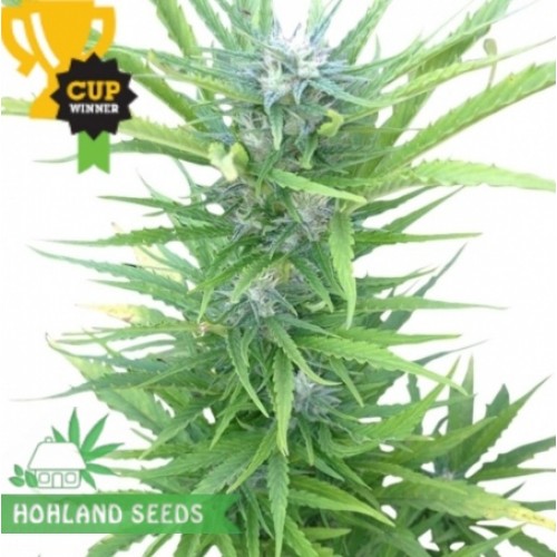 Northern Light Automatic