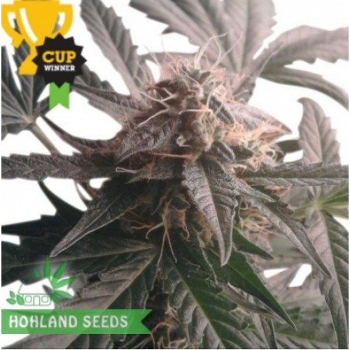 Northern Light Automatic