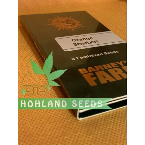 Orange Sherbert Orange Sherbert