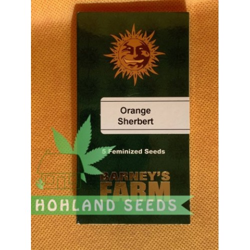 Orange Sherbert Orange Sherbert