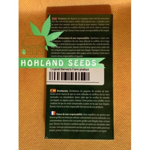 Orange Sherbert Orange Sherbert