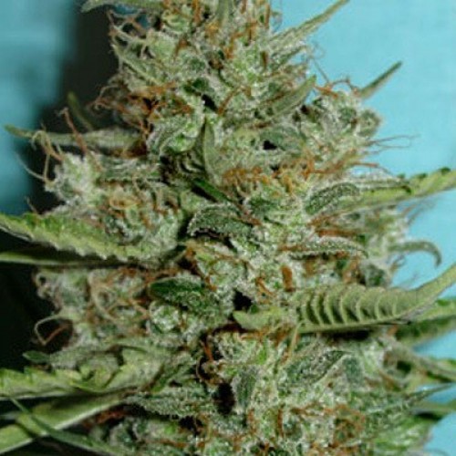 Pineapple Express auto-Fem