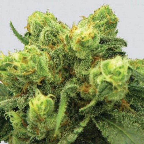 Pre-99 Big Bud Pre-99 Big Bud