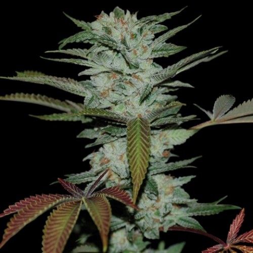 Sour Kush Sour Kush