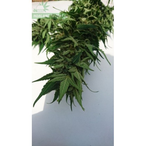 Auto Jack