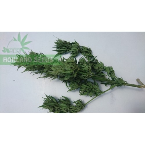 Auto Jack