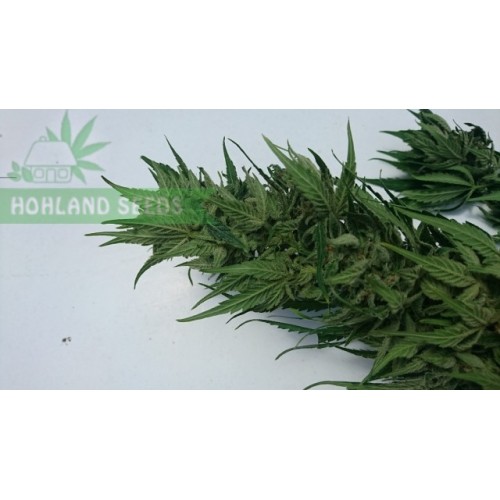 Auto Jack