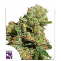 Bruce Lemon Diesel Auto