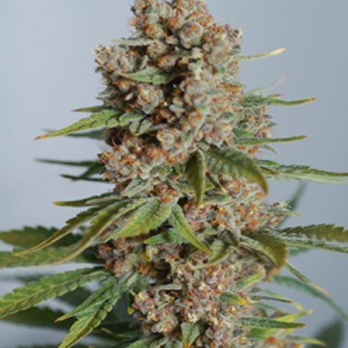 Super Nova Feminized