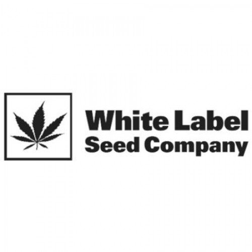 Snow Ryder Automatic