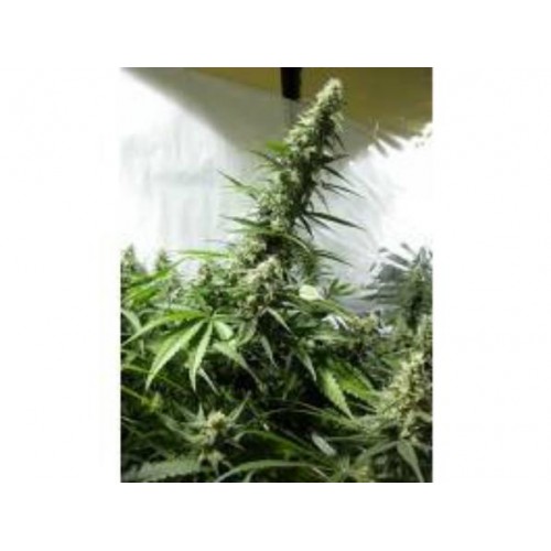 White Russian